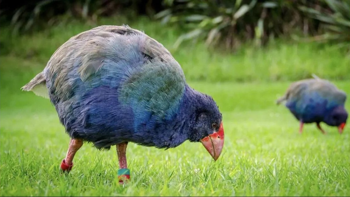 Setelah 50 Tahun Hilang, Burung Prasejarah yang Dinyatakan Punah Ditemukan Berkat Jejak Kaki